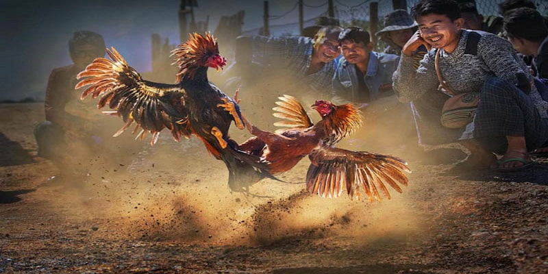 Đá gà nòi hiện được nhiều người yêu thích